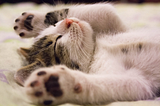 Purr-Sonalities Unleashed: Understanding Cat Temperaments