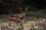 A family of deer with the male watching for danger.