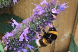 Huge bumble bee feasting on the violet flowers of agastache Blackadder