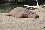 Lazy hippo laying on the ground