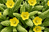Mullein Herbal Supplements-1