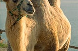 It’s the Straw That Broke the Camel’s Humpy Back, Y’all