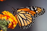 Vanishing Royalty: Monarchs and Milkweed