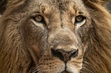 Staring at a lion through the camera with a zoom lens is quite a powerful experience. I got to photograph this stunning lion at the Nairobi Animal Orphanage outside of Nariobi National Park