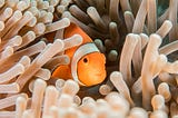 Poor Fish
