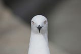 Albatross — ToC