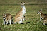 An image showing 4 kangaroos, one with a baby in its pouch looking backwards