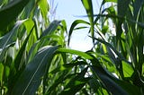 View from the middle of a corn field.