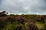 The heather on the Yorkshire moors in England.