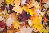 Fall leaves on the ground.