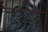 The Caged Parrot