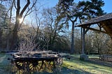 The sun shines brightly through bare trees and against a blue sky. Green grass is beneath an unusable wagon in the foreground.