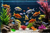 Fish-Food-1