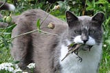 How Your Pet Cat Could be Disrupting the Native Ecosystem