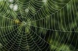 How Spider Webs Might Be Used to Repair Your Tissues in The Future