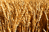 Wheat-Chain-1