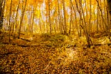 A forest floor covered in golden leaves in a stand of aspens