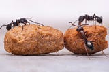Mücadele