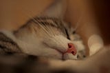 My Cat Is Snoring