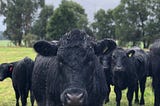 Cows Emit Methane. Is There a Way They Could Help Absorb It?