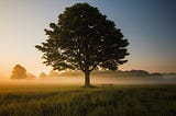 A beautiful tree standing alone in a field with morning sunshine glowing.