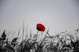 A single red poppy against dark foliage and a cloudy sky
