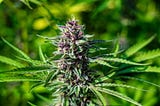 A Ganjier review of Whitethorn Rose, grown by Huckleberry Hill Farms — Written By Shelley Peebles…