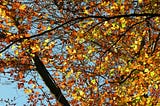 Red, orange, and yellow leaves of the tulip poplar