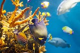 Why Saltwater Fish Tanks Require More Care Than Freshwater Tanks