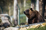 Forest Fires Are a Double-Edged Sword for Bear Populations