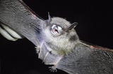 War on Fungal Growth: Law Enforcement Containment Procedures of White-nose Syndrome in Bats