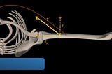 L’antica gara a chi ce l’ha più lungo [BIOMECCANICA]