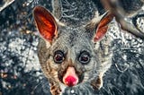 A bushtail possum peers intently upward at the camera, characterized by bright pink ears and nose.