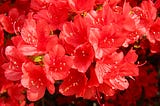 Closeup of a mass of red azaleas.