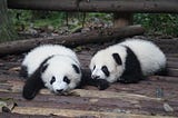 Pandas Aren’t Pointless