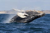 Humpback Whale Sexually Assaults Dying Companion. #LoveWins?