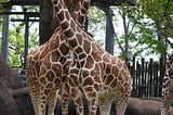 Two giraffes standing neck to neck.