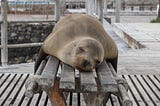 a seal sleeping on a bench