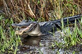 Drain the Swamp? Trump Turned It Into a Jacuzzi