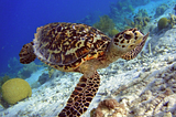 The Sea Turtle Conservancy