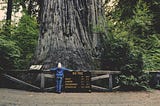 A picture of a person in front of a redwood and a sign that reads “BIG TREE.”