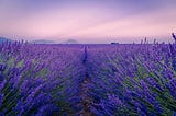 A field with rows of flowering lavender bushes stretching into the distance.