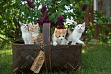 A basket full of cute kittens in a flower garden