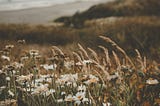 Wildflowers on the coastline