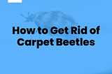 How to Get Rid of Carpet Beetles