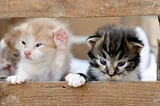 Two kittens on the foreground with one raising its paw. Two other kittens in the background.