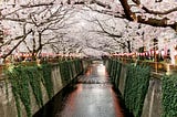 3 Life Lessons I Learned From Cherry Blossoms