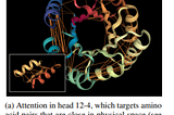 Deep Learning and its Contributions to the Interpretability of Protein Sequences and Tertiary…