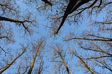 A blue sky with leafless tree branches as seen looking up from the ground.