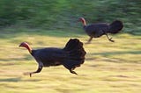 6 Weird Facts About Turkeys